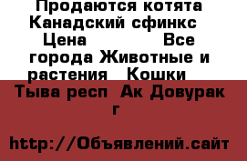 Продаются котята Канадский сфинкс › Цена ­ 15 000 - Все города Животные и растения » Кошки   . Тыва респ.,Ак-Довурак г.